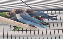 Lovebirds birds for sale: Blackmasked baby lovebird for sale.  - Advert 7