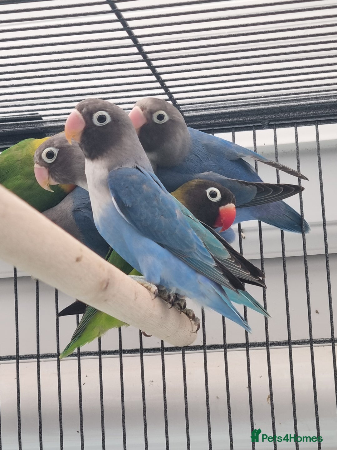 Lovebirds birds for sale: Blackmasked baby lovebird for sale.  - Advert 7