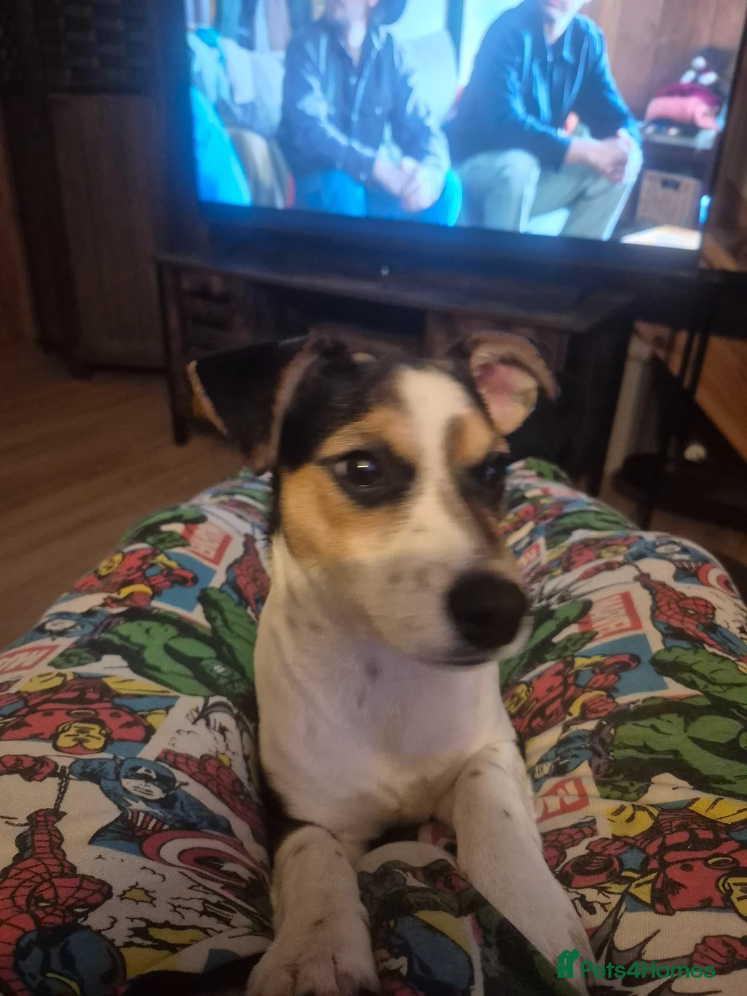 Mixed Breed dogs for sale: Jack Russell  in Bridlington - Advert 7