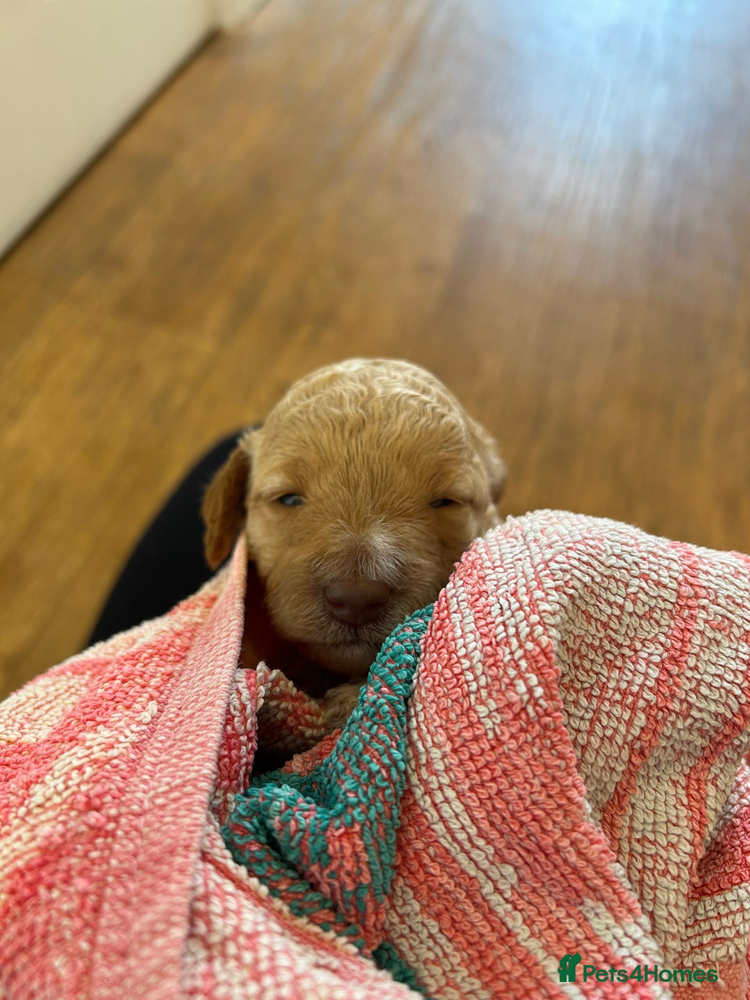 Cavapoo dogs for sale: Cavapoo Puppies for Sale - Image 23