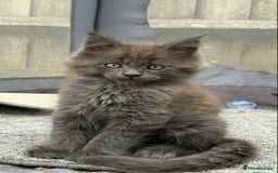 Maine Coon cats for sale: Beautiful TICA registered Maine coon kittens - Image 4