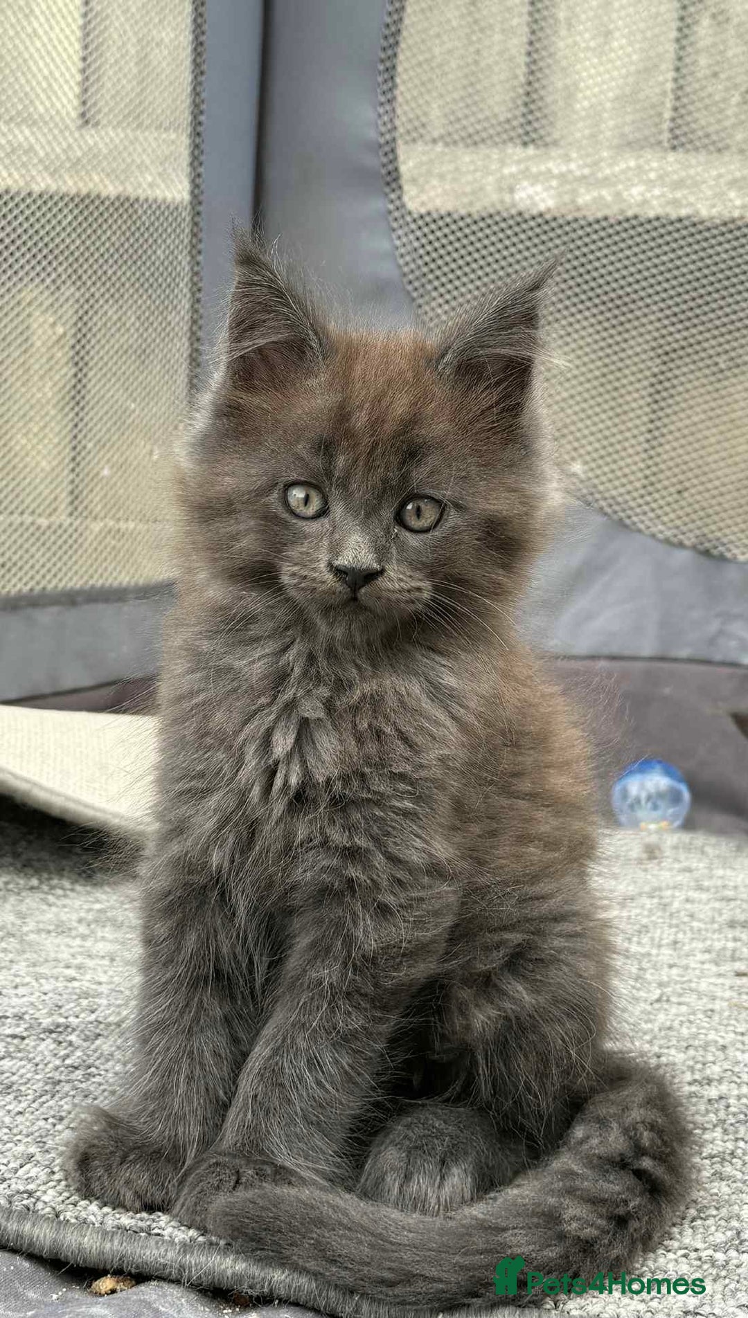 Maine Coon cats for sale: Beautiful TICA registered Maine coon kittens - Image 4