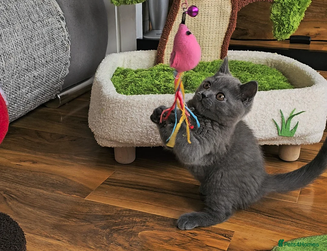 British Shorthair cats for sale: Blue British Shorthair kitten - Advert 2