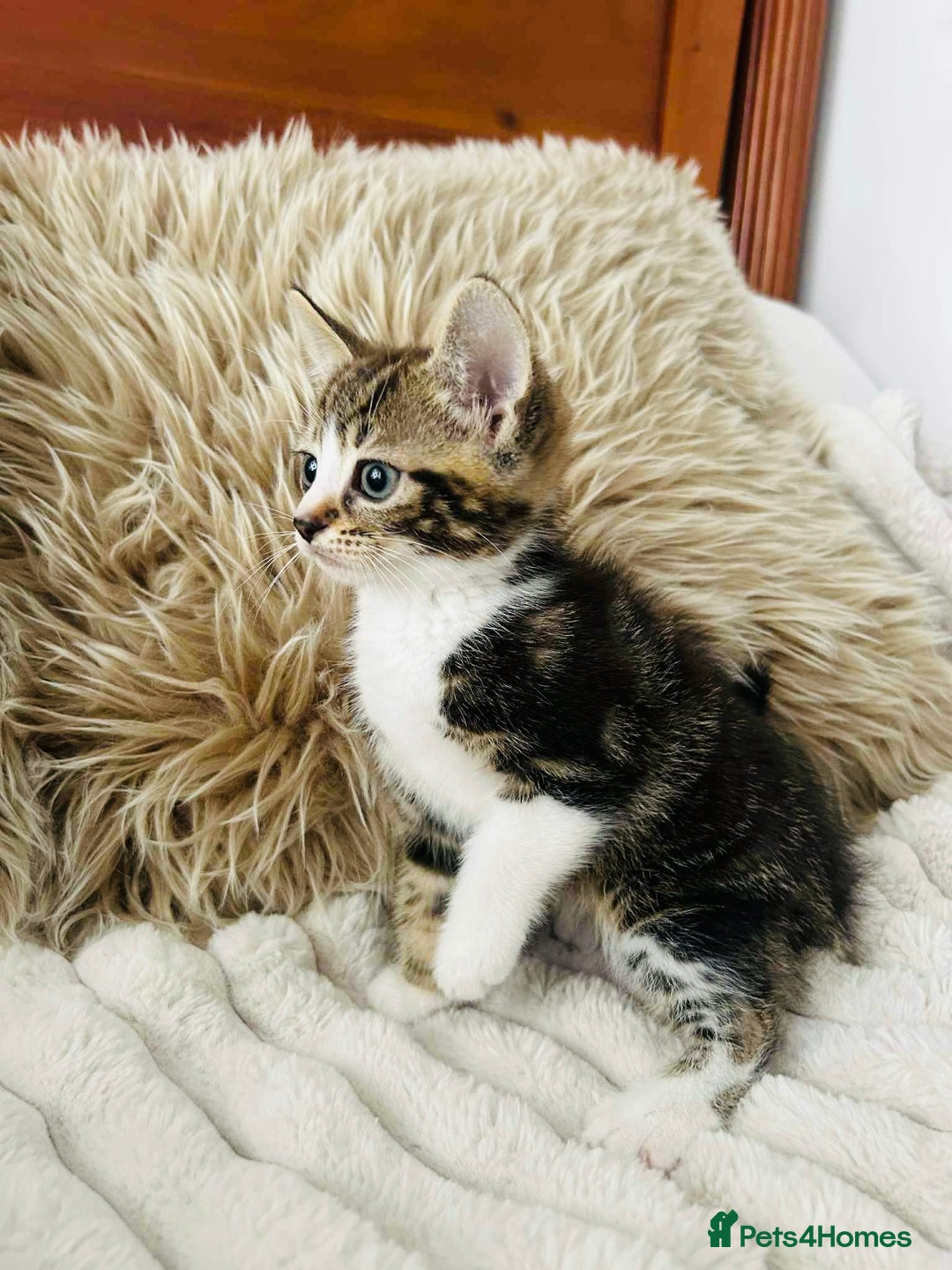 Mixed Breed cats for sale: Beautiful Kittens For Sale  - Image 21