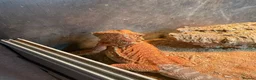 Bearded Dragon reptiles for sale: Bearded dragons red and sand in Eastbourne - Advert 6