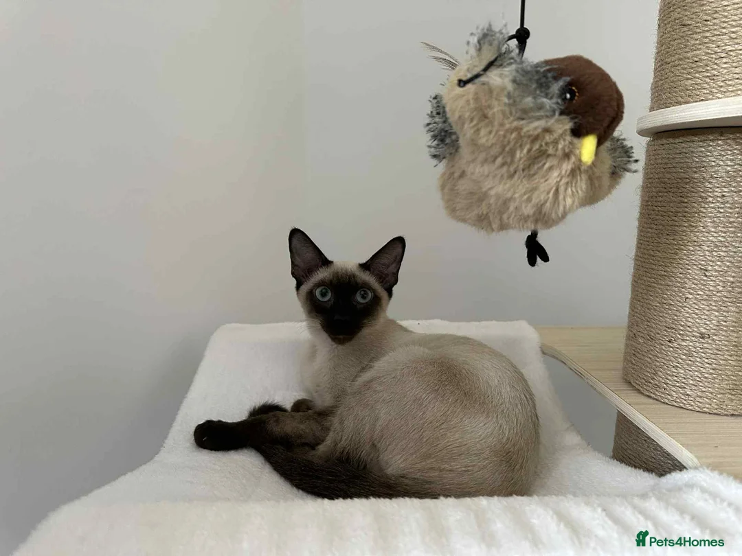 Siamese cats for sale: Neutered Siamese Looking for A Loving Home - Advert 3