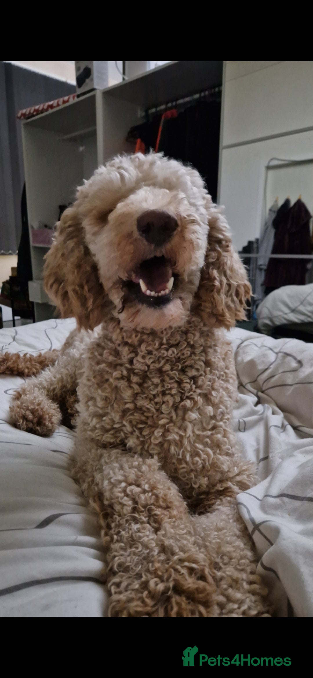 Standard Poodle dogs for sale: Health tested KC female Standard poodle - Image 2