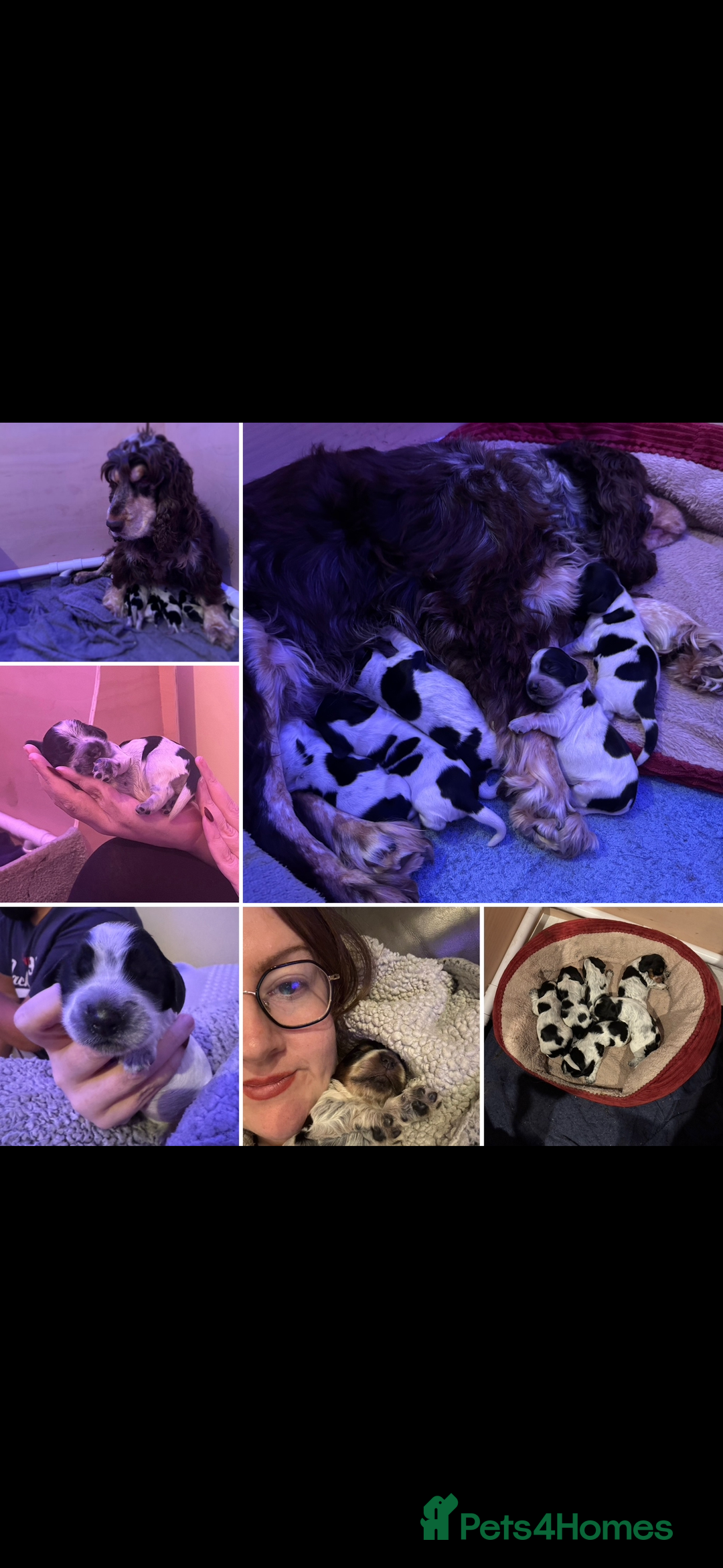 Cocker Spaniel dogs for sale: KC Registered Cocker Spaniels - Blue Roan - Image 1