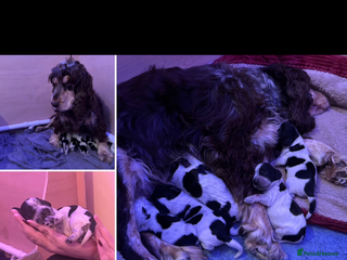 Cocker Spaniel dogs - Advert 26