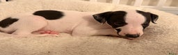Whippet dogs for sale: KC Whippet puppies only 2 boys left  - Advert 14