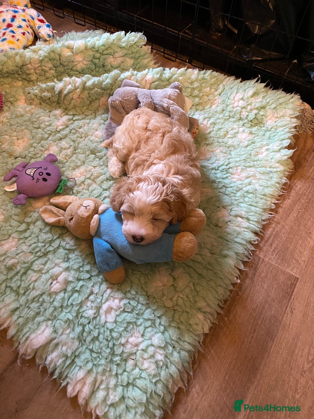 Chinese Crested dogs for sale: TRULY TRULY SCRUMPTIOUS apricot powder puff GIRL   - Advert 3