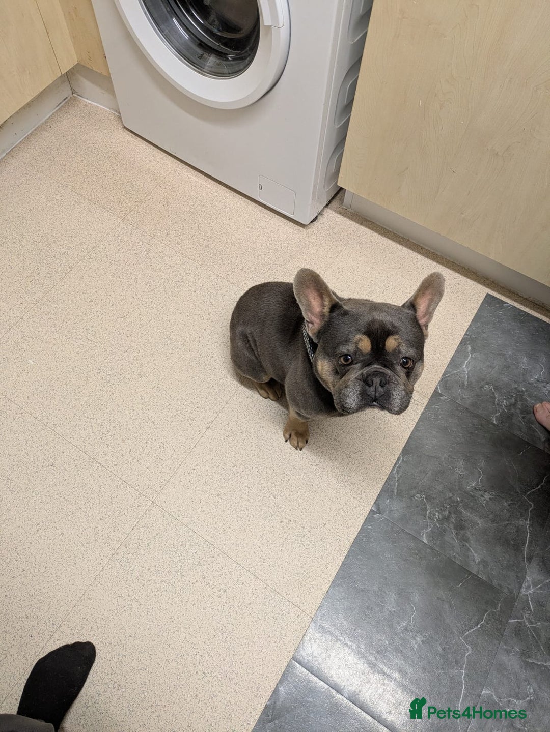 French Bulldog dogs for sale: Beautiful French bulldog  - Image 3