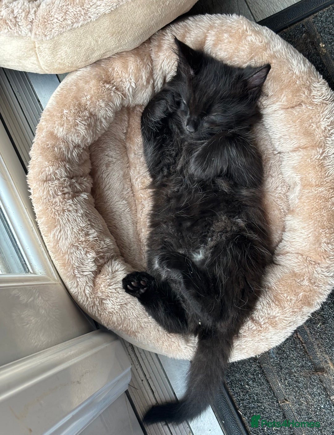 Mixed Breed cats for sale: 4 beautiful kittens for sale  - Image 4