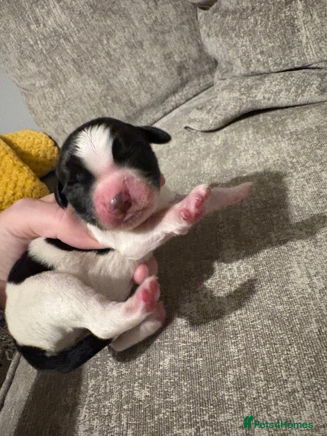 Mixed Breed dogs for sale: 5 BEAUTIFUL SPRINGER/SPROCKER PUPPIES FO SALE  - Advert 15