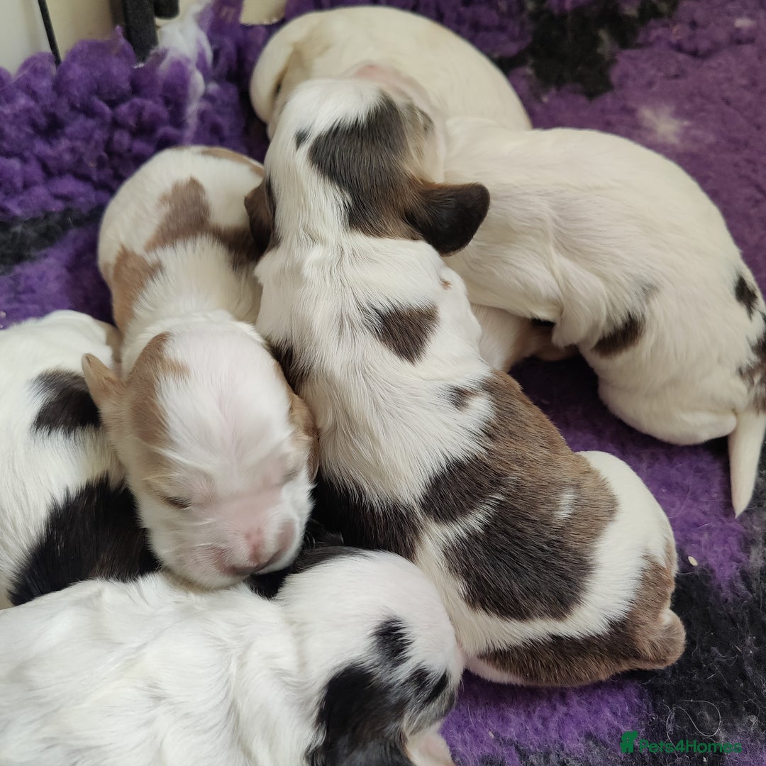 Cocker Spaniel dogs for sale: KC Registered Show Type Cocker Spaniels  - Advert 2
