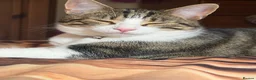 Mixed Breed cats for sale: Beany 1 Year old  - Advert 3