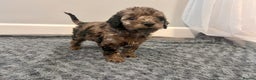 Cockapoo dogs for sale: 🐶 3 Left- Ready to Leave 🐶 - Advert 19