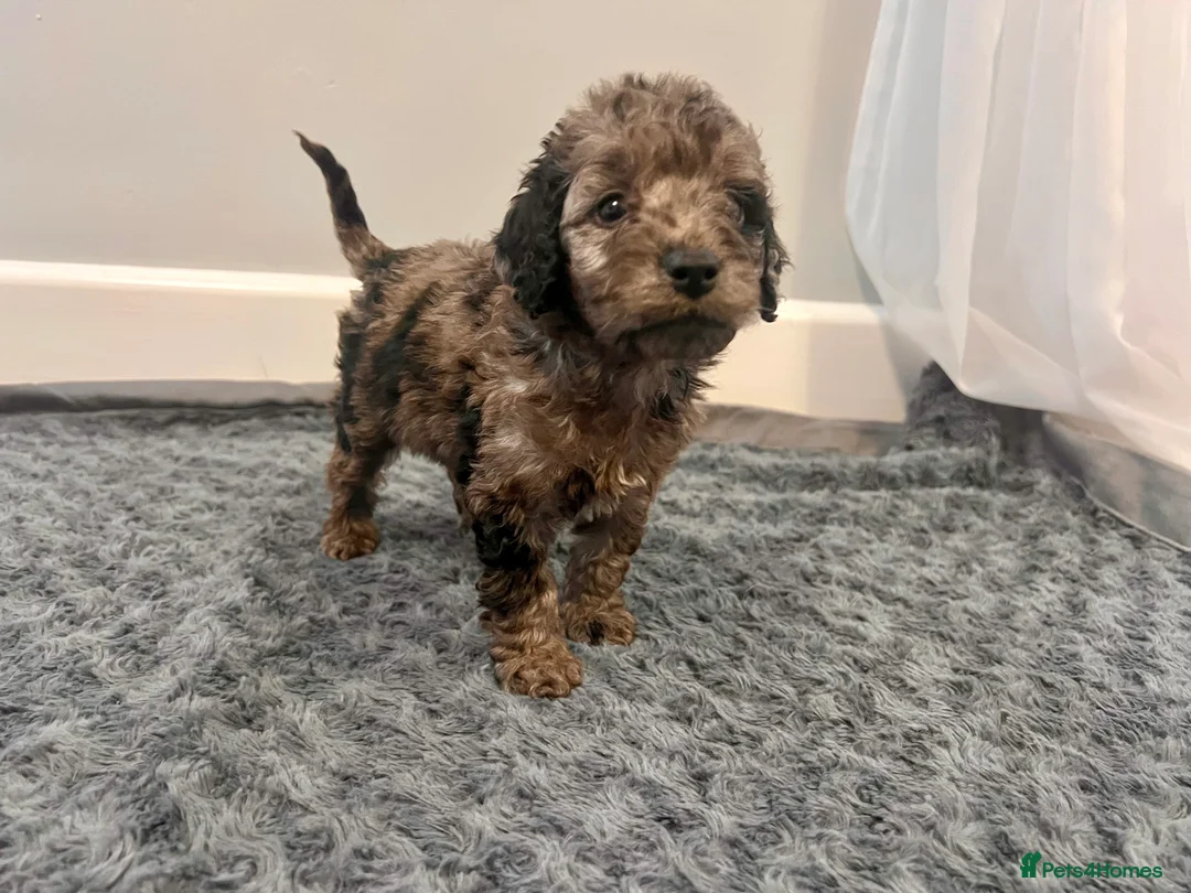 Cockapoo dogs for sale: 🐶 Black Girl (Tiny) 🐶 - Advert 20