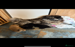 Chow Chow dogs for sale: One boy chow chow puppy  - Image 5