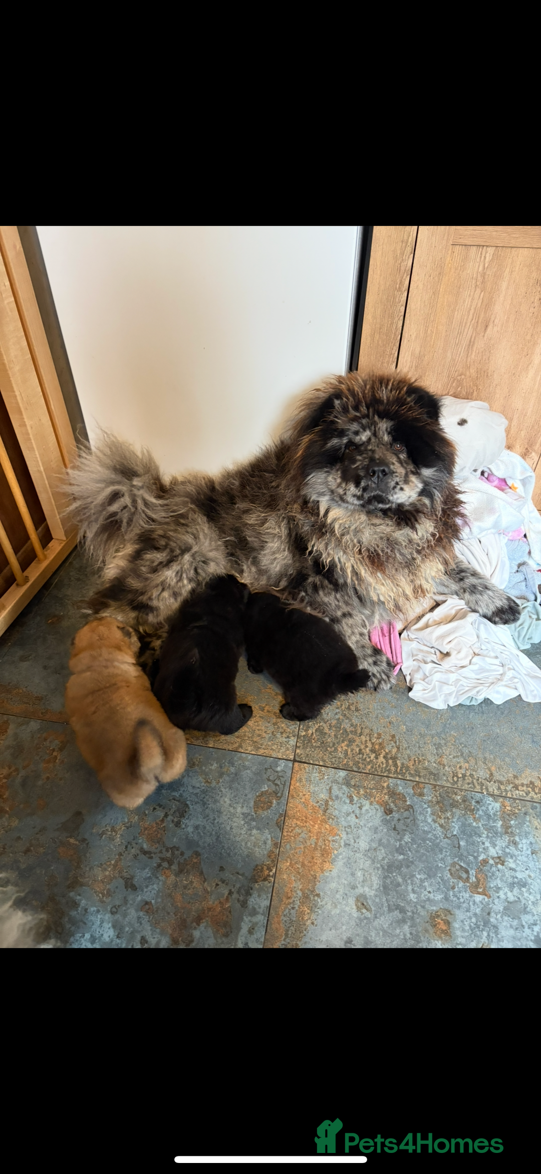 Chow Chow dogs for sale: One boy chow chow puppy  - Image 5