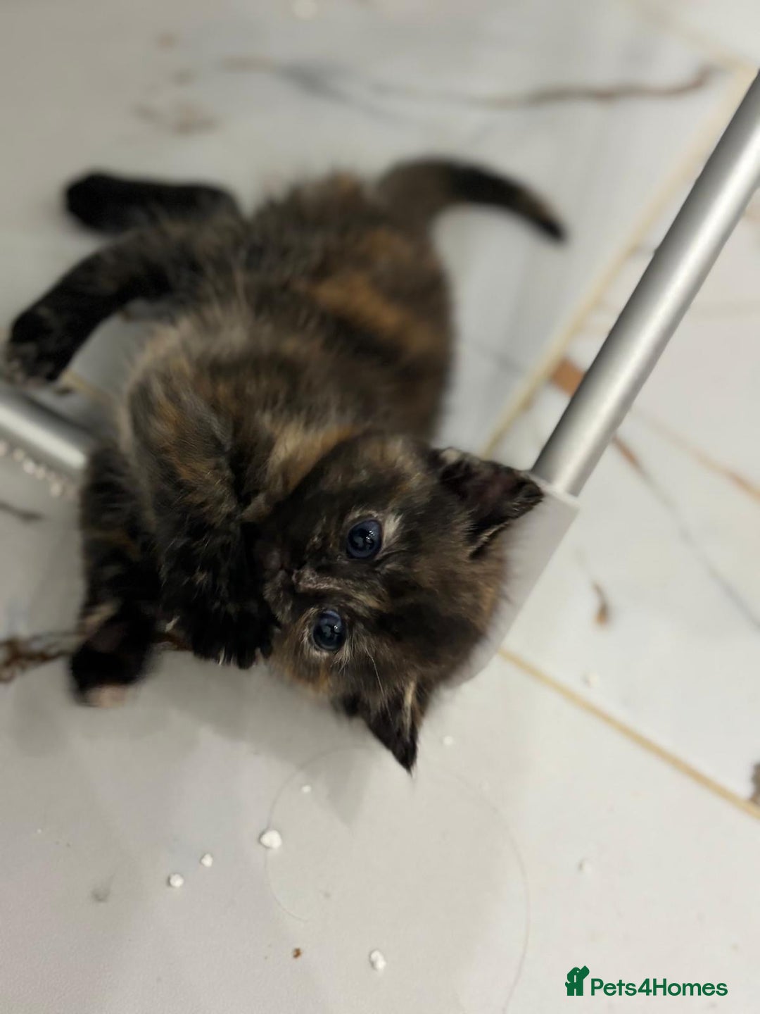 Mixed Breed cats for sale: Ragdoll x British Longhair x Moggie - Image 10