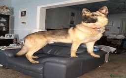 German Shepherd dogs for sale: German Shepherd pups - Image 12