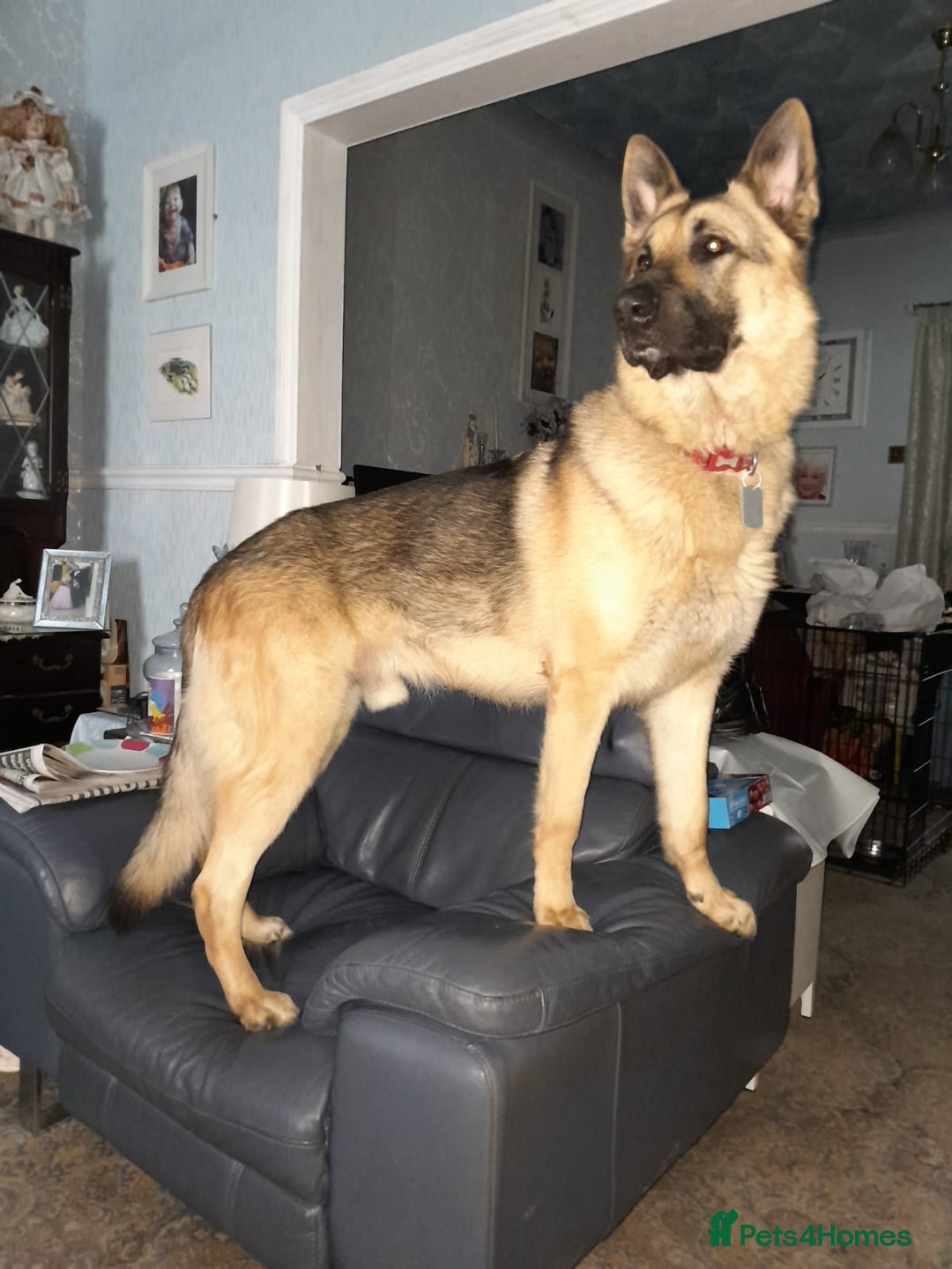 German Shepherd dogs for sale: German Shepherd pups - Image 12