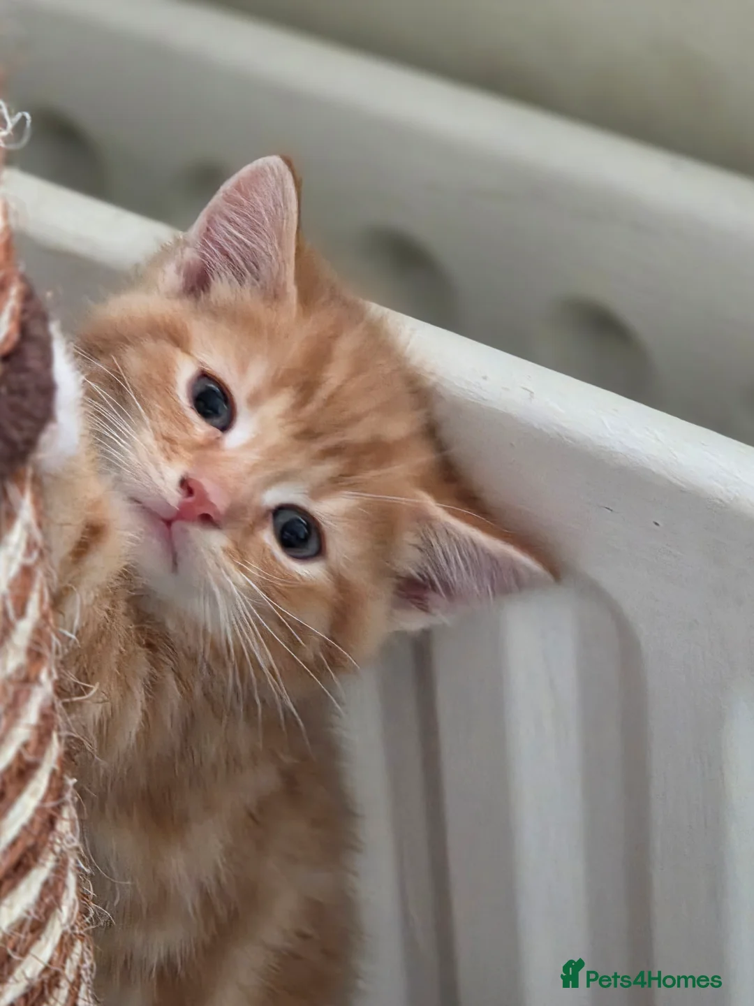 Mixed Breed cats for sale: Stunning male kitten - Advert 6