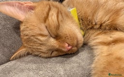 Mixed Breed cats for sale: Ginger cat/ 7 months old  - Image 26