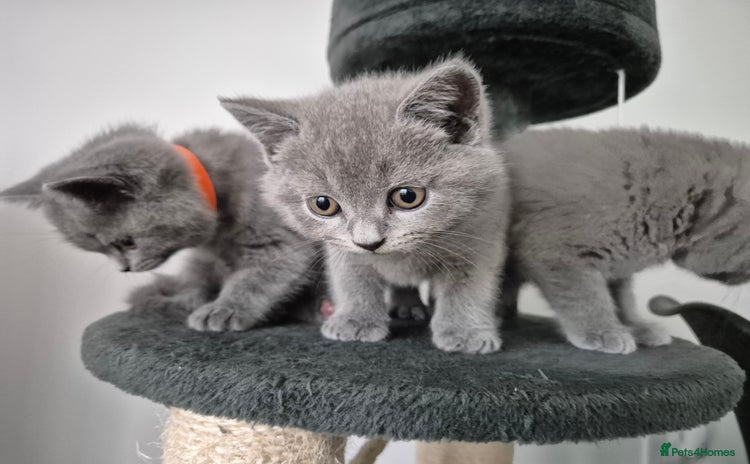 British Shorthair cats - Advert 8