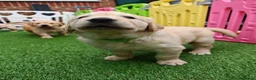 Golden Retriever dogs for sale: READY TO RESERVE  in Bradford - Advert 11