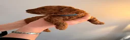 Toy Poodle dogs for sale: Brothers and sisters  - Advert 9