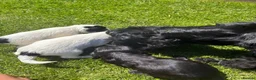 Cocker Spaniel dogs for sale: stunning male cocker spaniel - Advert 11