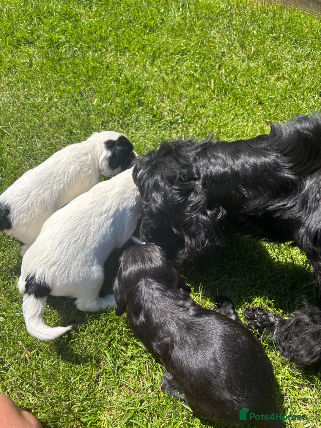 Cocker Spaniel dogs for sale: stunning male cocker spaniel - Advert 11