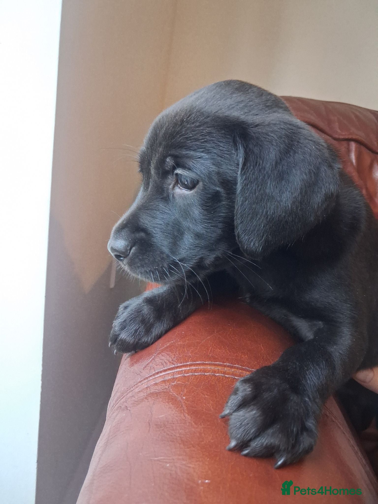 Labrador Retriever dogs Beautiful Black Labrador Puppies. One boy left - Advert 1