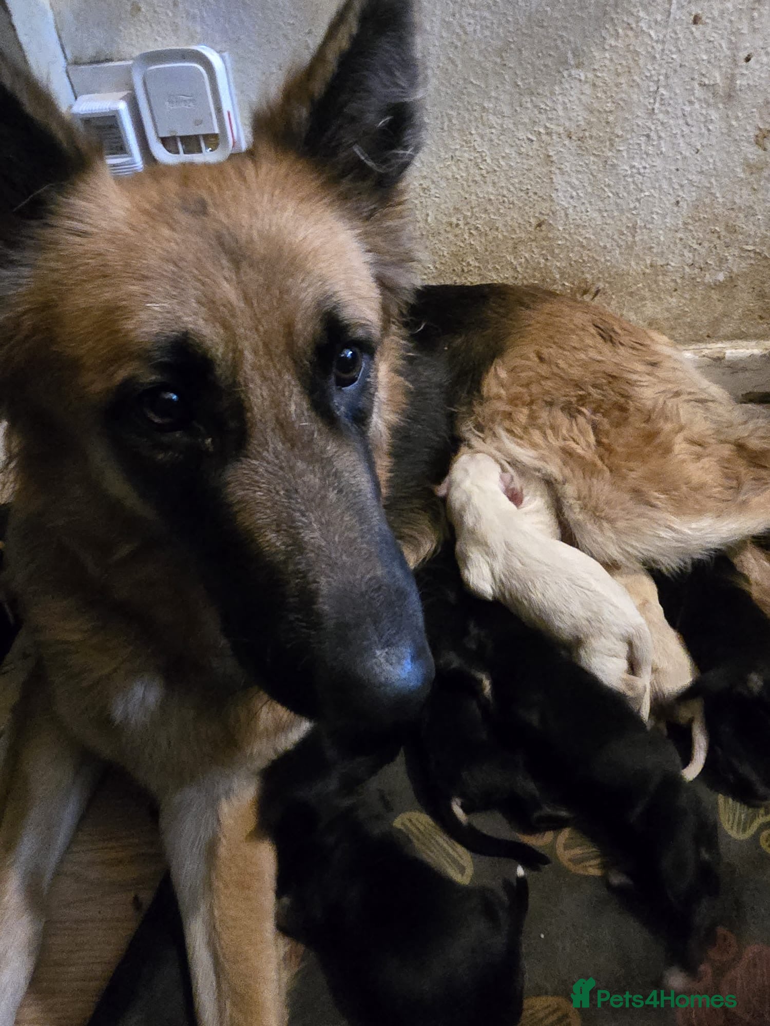 Shepsky dogs Shepsky puppies looking for forever home - Advert 5