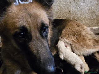 Shepsky dogs Shepsky puppies looking for forever home - Advert 4