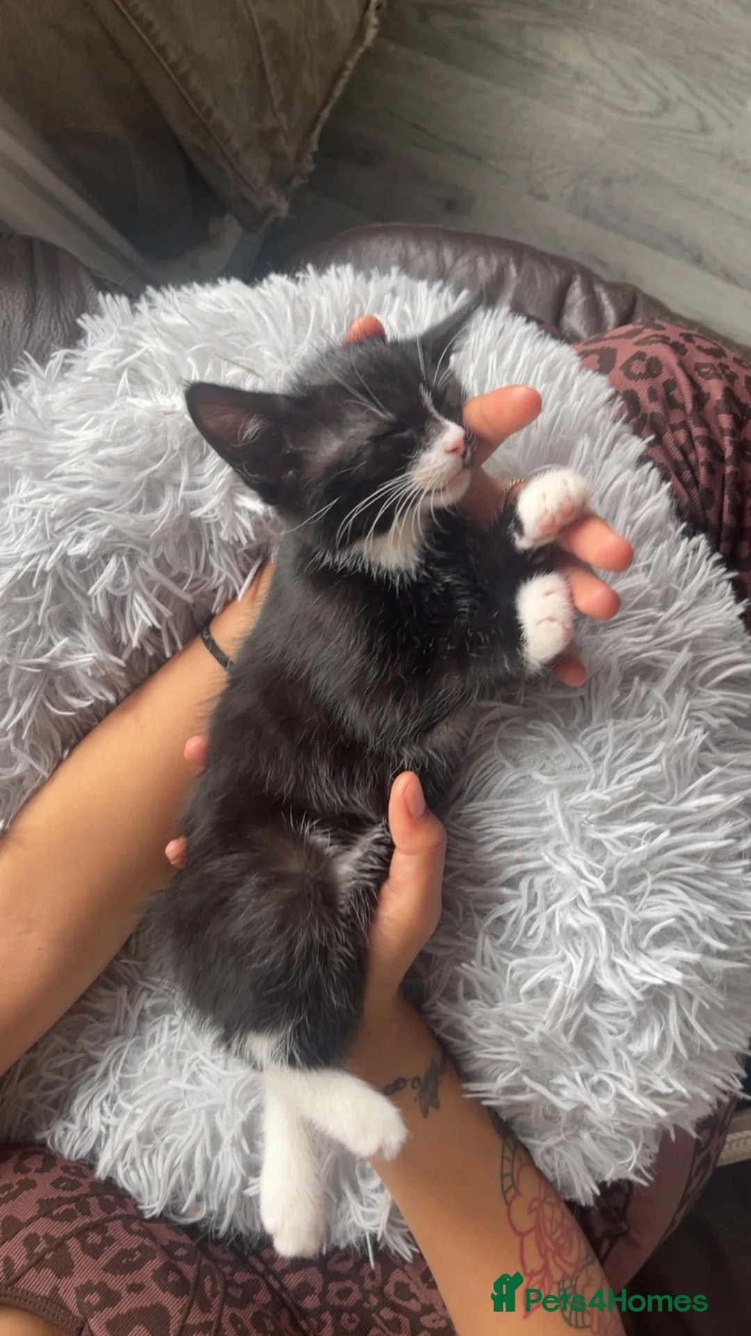 Domestic Shorthair cats for sale: Meme. in Rhyl - Advert 3