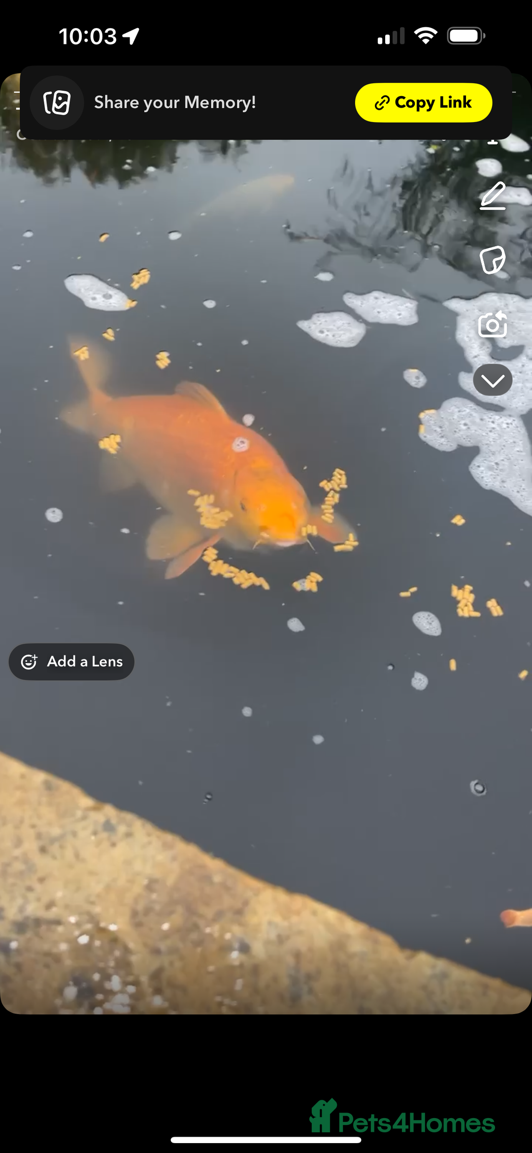 Koi Carp fish for sale: Koi carp  - Advert 7