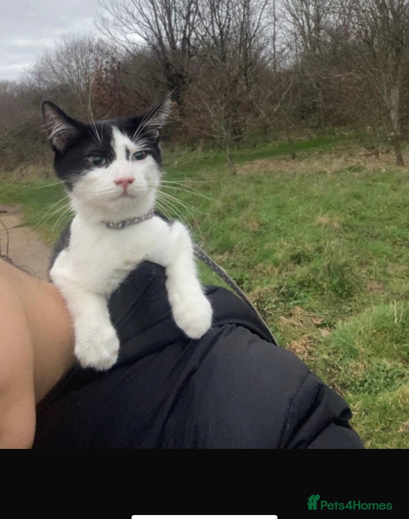 Mixed Breed cats Male Kitten 5 months - Advert 1