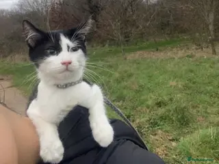 Mixed Breed cats Male Kitten 5 months - Advert 1