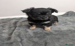 Chorkie dogs for sale: Chorkie babies  - Image 9
