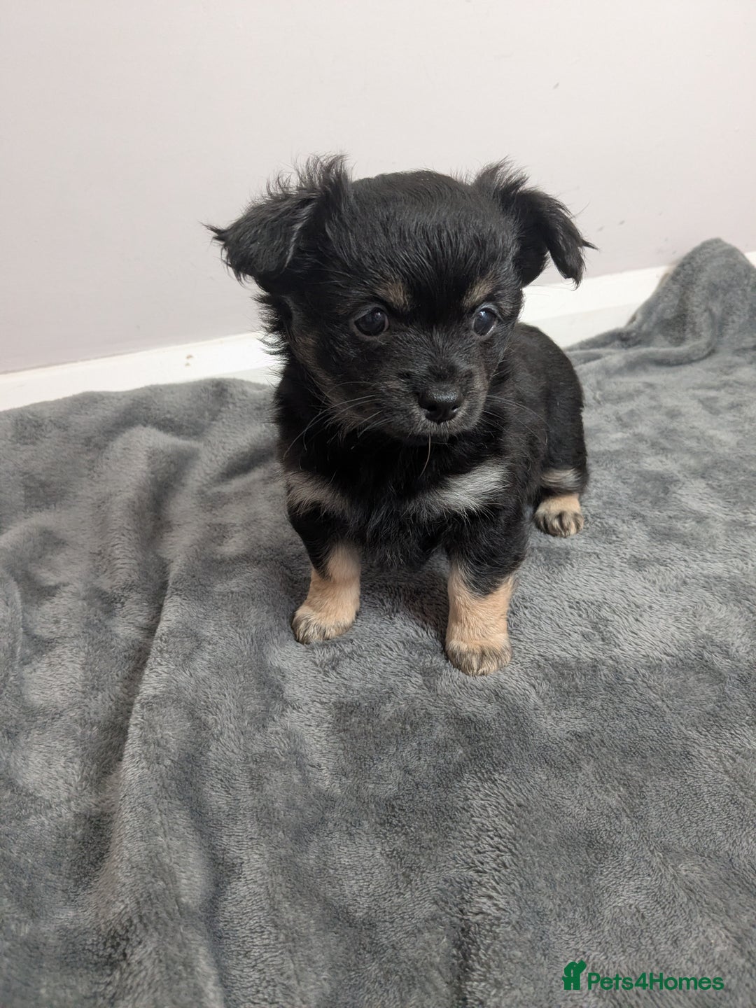 Chorkie dogs for sale: Chorkie babies  - Image 9