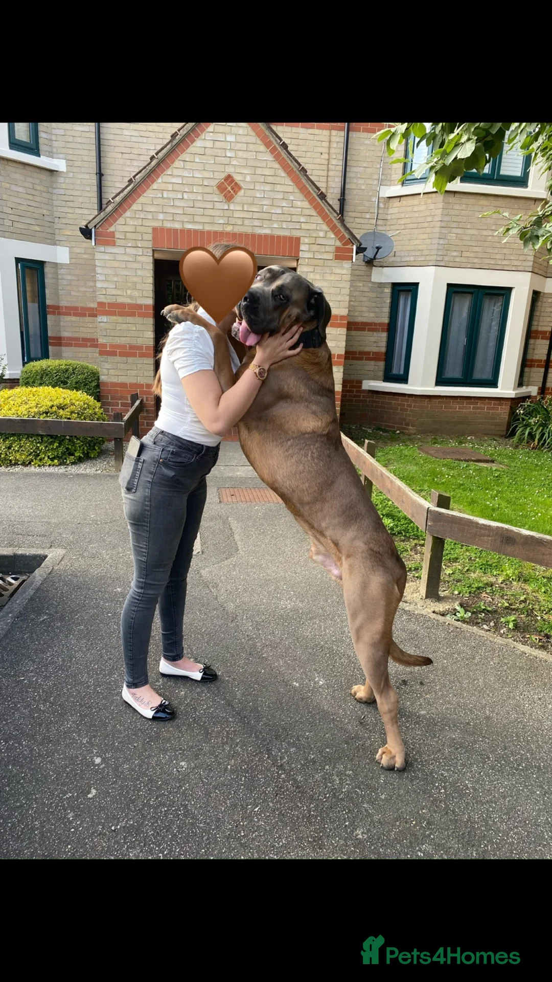 Cane Corso dogs for stud: 🔥Exceptional Formentino Cane Corso For Stud!🔥 in Waltham Abbey - Advert 7