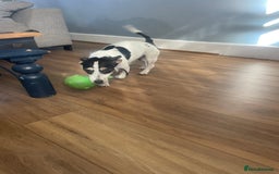 Jack Russell dogs for sale: Jack russell puppies  - Image 11
