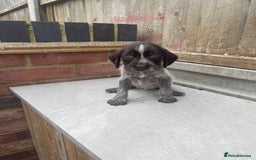 Mixed Breed dogs for sale: English springer spaniel X wire-haired pointer pup - Image 4