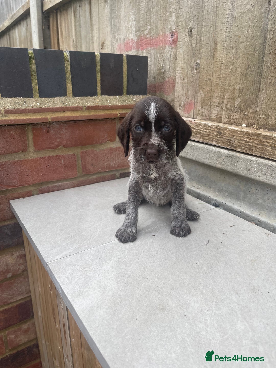Mixed Breed dogs for sale: English springer spaniel X wire-haired pointer pup - Image 4