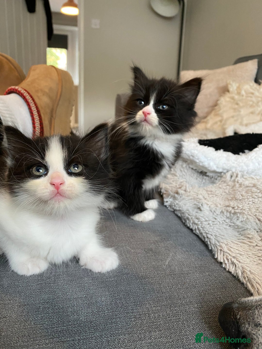 British Longhair cats for sale: 3 Gorgeous Longhaired Kittens - Image 14