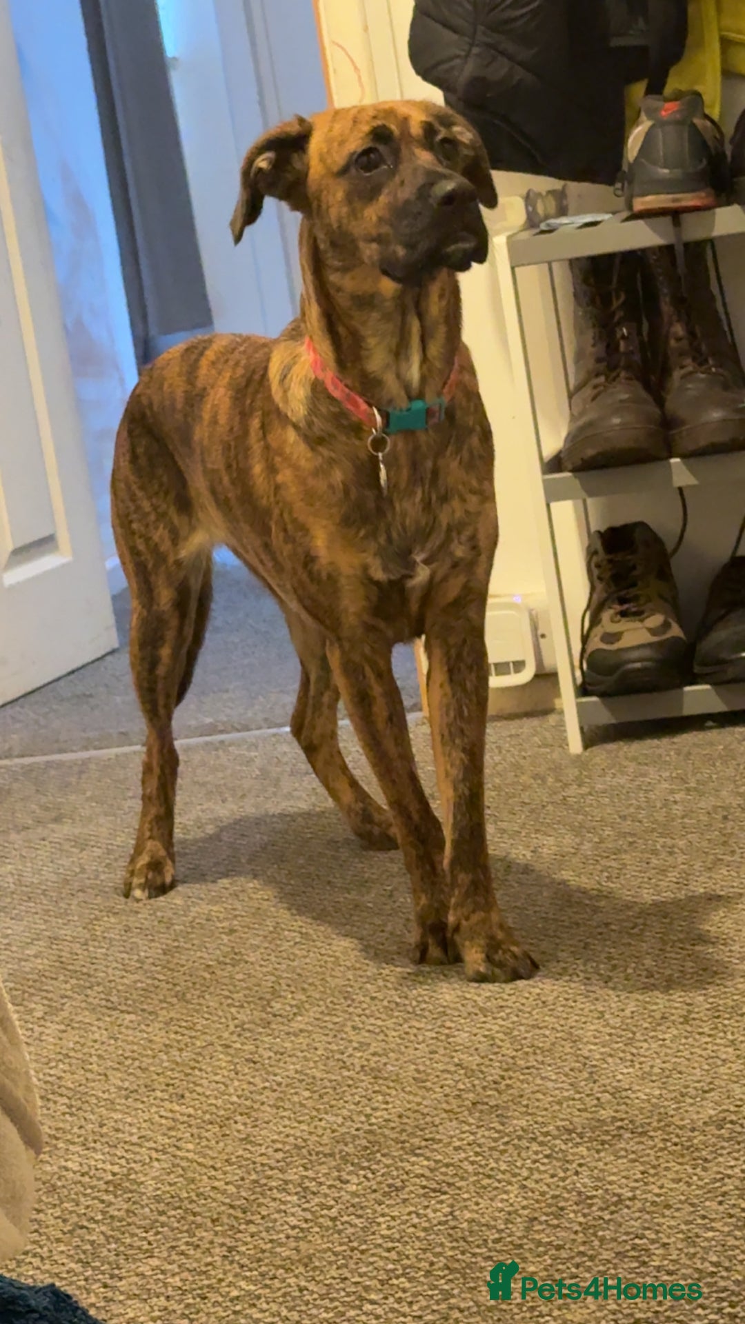 Mixed Breed dogs for sale: Sad to see her go  - Advert 3