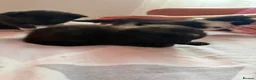 Mixed Breed cats for sale: Kittens  in Wellingborough - Advert 5